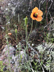 Papaver heterophyllum