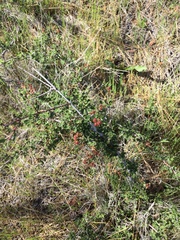 Ceanothus roderickii