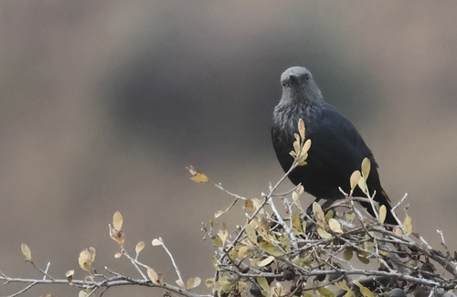 Red-winged Starling