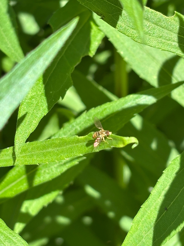 iNaturalist observation photo of Margined Calligrapher