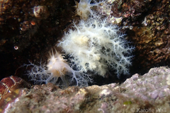 Eupentacta quinquesemita