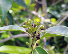 Ilex krugiana