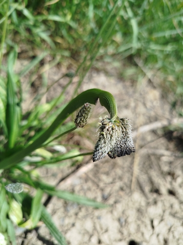 ribwort plantain