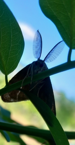 Spongy Moth