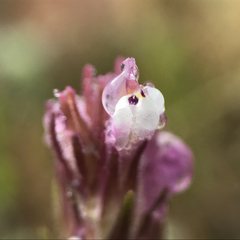 Castilleja densiflora gracilis