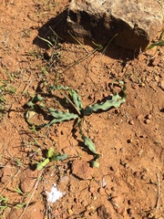 Chlorogalum grandiflorum