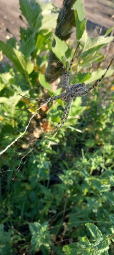 Lobed Argiope