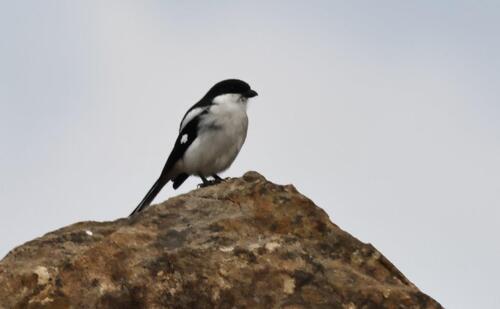 Southern Fiscal