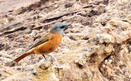 Cape Rock-Thrush