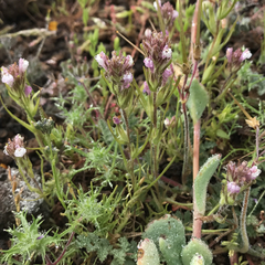 Castilleja densiflora gracilis