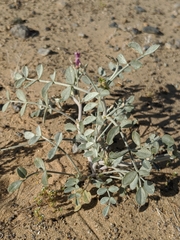 Astragalus mohavensis