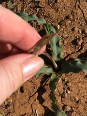 Chlorogalum grandiflorum