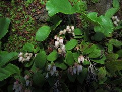 Gaultheria nubigena