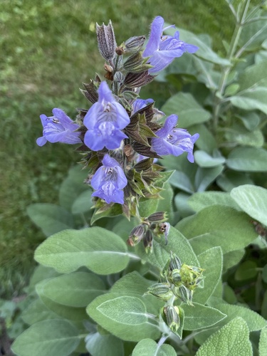 garden sage