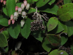 Gaultheria nubigena