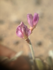 Astragalus mohavensis