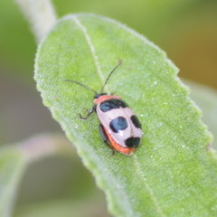 Alagoasa bipunctata