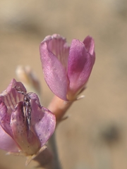 Astragalus mohavensis