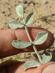 Astragalus mohavensis