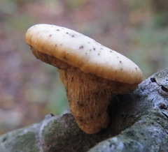 Lentinula