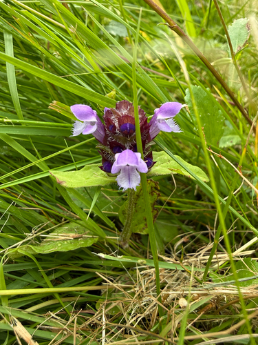common selfheal