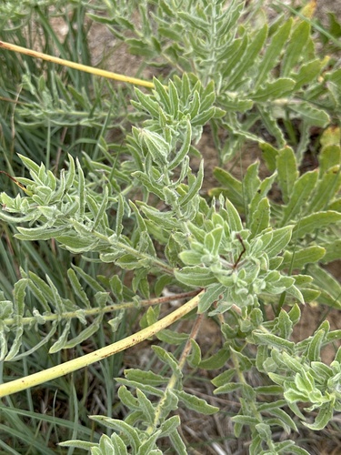 Oenothera cinerea, photograph 4