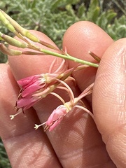 Oenothera cinerea, photograph (c) Rosario Douglas, some rights reserved (CC BY)