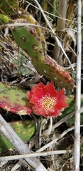 Opuntia × vaseyi