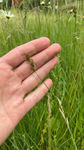 oval sedge