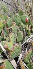 Opuntia × vaseyi