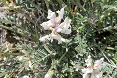 Astragalus flavus