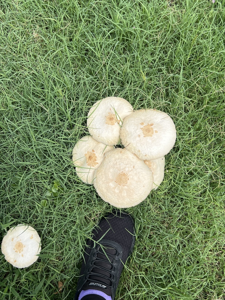 Green-spored Parasol · June 2026 · photo: Photo: no rights reserved · iNaturalist