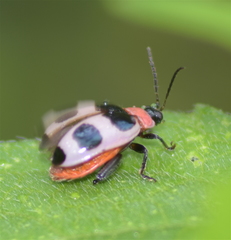 Alagoasa bipunctata