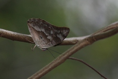 Archaeoprepona demophoon