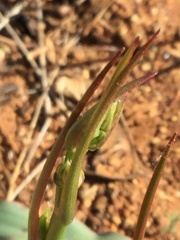 Chlorogalum grandiflorum