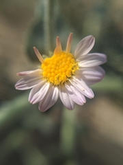 Leucosyris arida