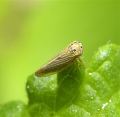 Agalliina