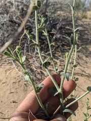 Leucosyris arida