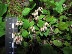 Gaultheria nubigena