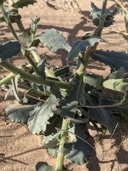 Leucosyris arida