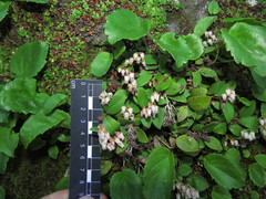 Gaultheria nubigena