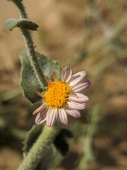 Leucosyris arida