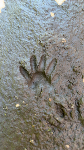 Common Raccoon