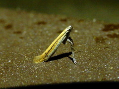Aspilapteryx tringipennella