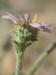 Leucosyris arida