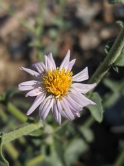 Leucosyris arida