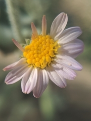 Leucosyris arida