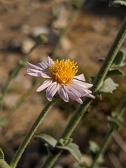 Leucosyris arida