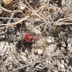 Dasymutilla flammifera