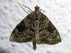 Thera variata